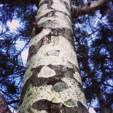 Pinus bungeana 'Silver Ghost'